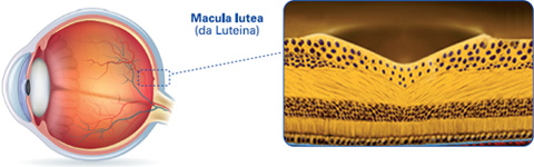 LUTEINA LUTEINA